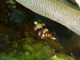 Squat Anemone Shrimp IMG 7765